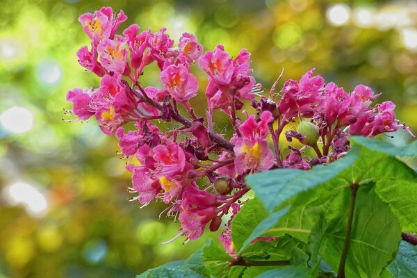 Chestnut flower in full bloom