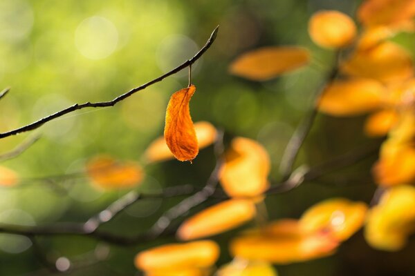 Autumn leaves in nature