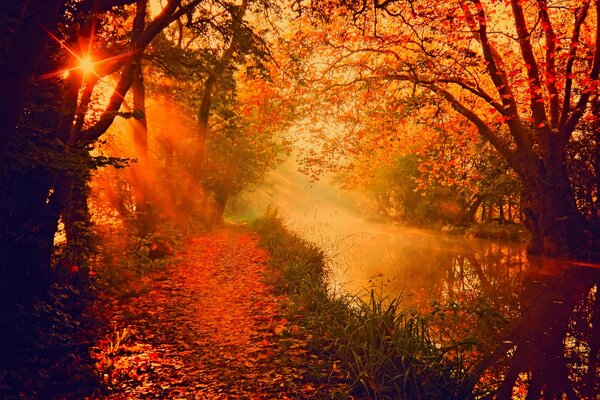 Fiume nella foresta, natura nel parco, foresta colorata in autunno