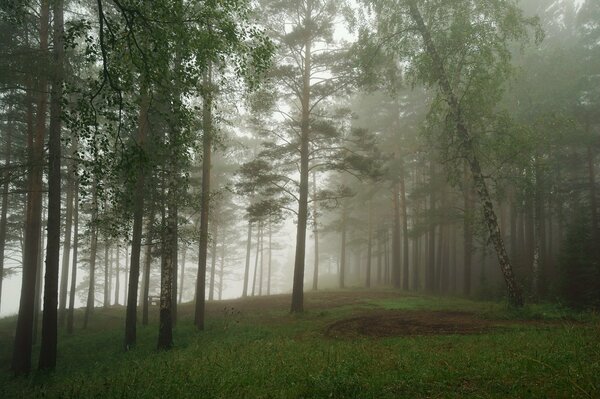 Bosque niebla árboles hierba paisaje