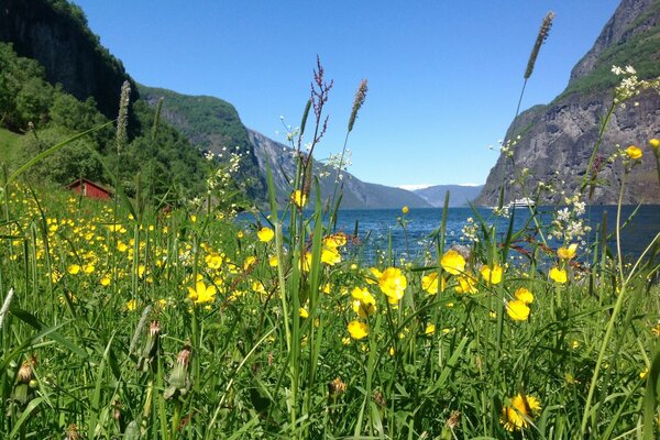 Wildblumen auf dem Hintergrund der Berge in Norwegen