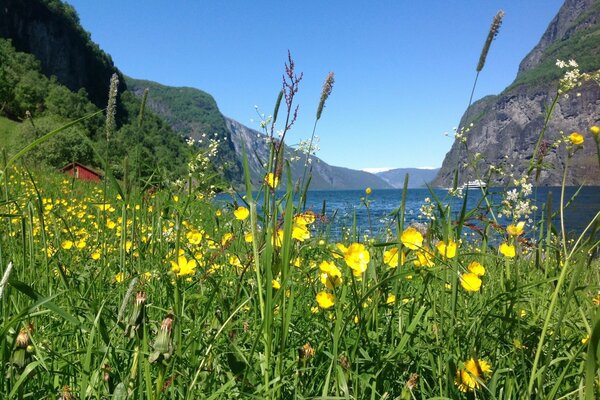 Flores silvestres en el fondo de las montañas en Noruega