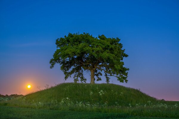 Árbol solitario en una colina al atardecer