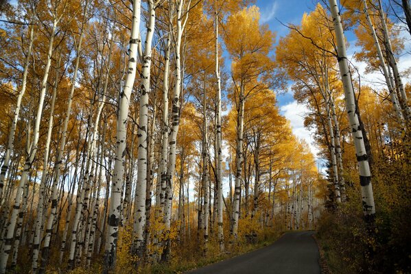 Route dans la forêt de bouleaux d automne