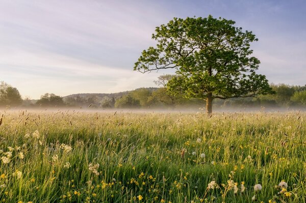 Paesaggio con albero sul campo e nebbia