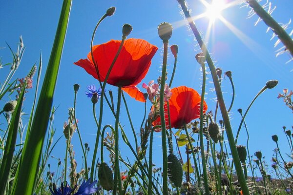 Amapolas rojas en el cielo azul