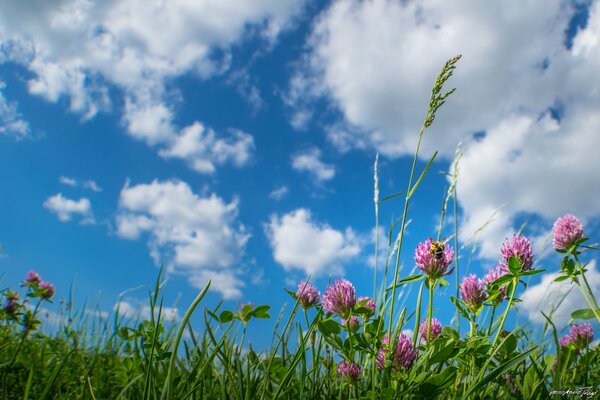 Flores de pradera contra el cielo azul
