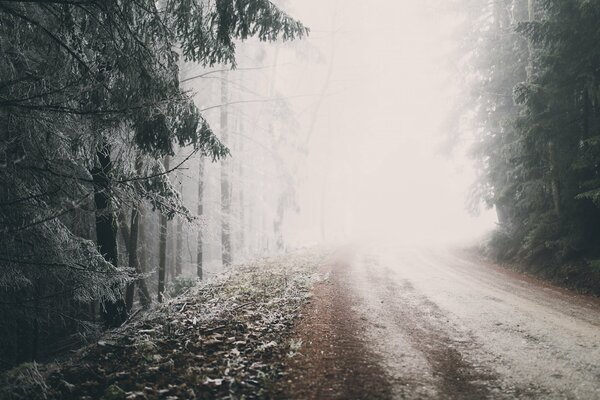 Der Wald im Winter und die lange Straße