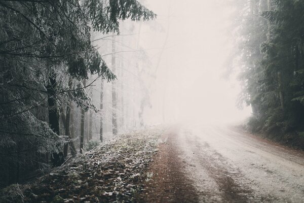 Bosque en invierno y largo camino