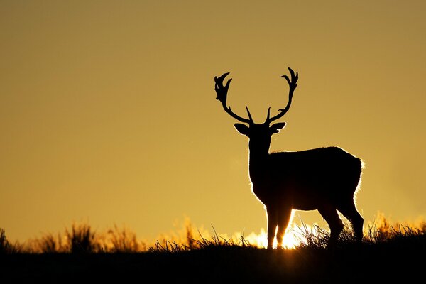 Silhouette de cerf au coucher du soleil