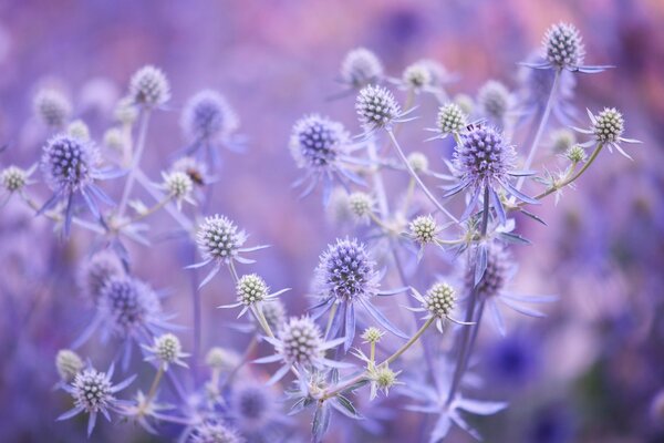 Plantas flor macro hojas tallo