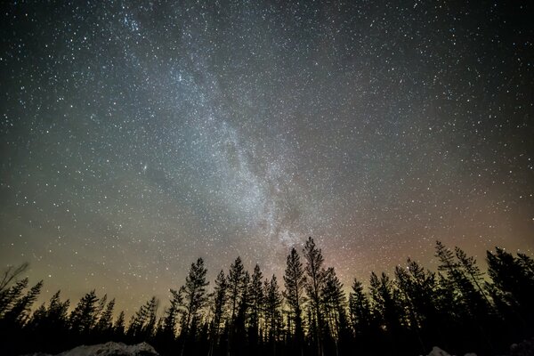 Milky Way in the night forest