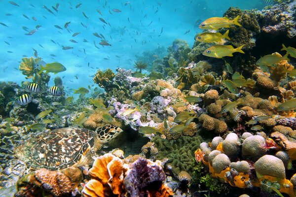 Bright and picturesque underwater world