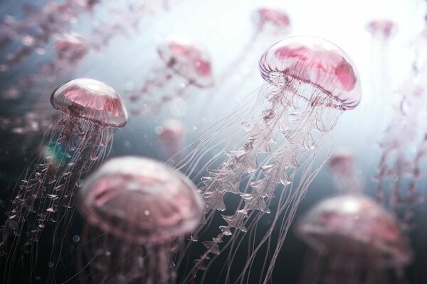 Pink jellyfish swim underwater