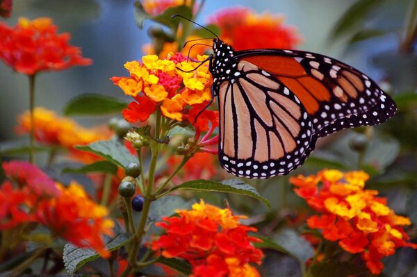 Butterfly wings. Monarch on flowers