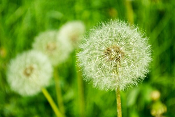 Beaux pissenlits dans la Prairie de printemps