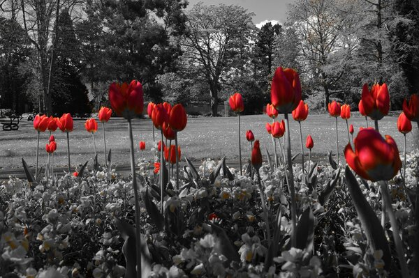 Tulipanes rojos. Flores en el parque