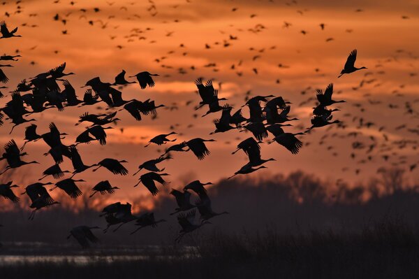 Fliegende Vögel bei Sonnenuntergang