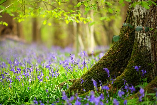 Fleurs bleues sur la lisière de la forêt