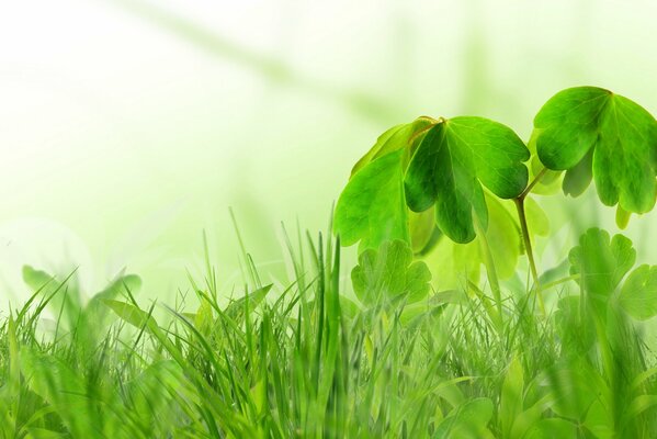 La hierba creció en primavera. El olor de la vegetación