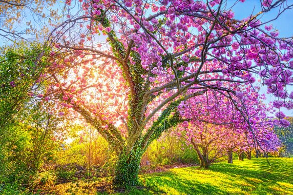 A blooming tree in a summer park