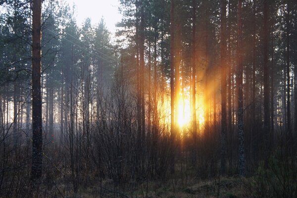 Raggi di sole attraverso la foresta