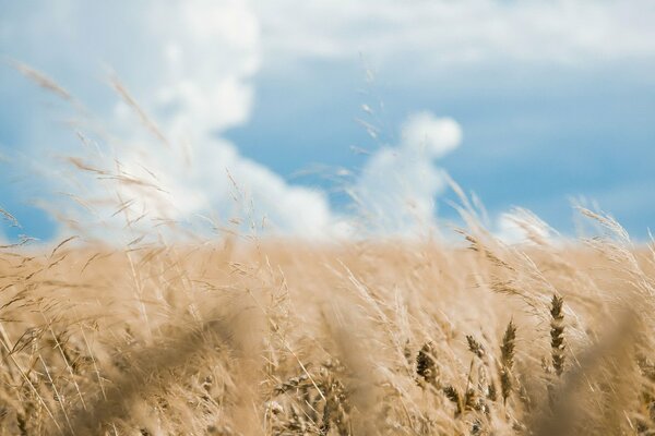 A golden wheat field against a blue sky