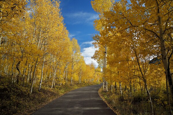 Camino en el bosque de abedul de otoño