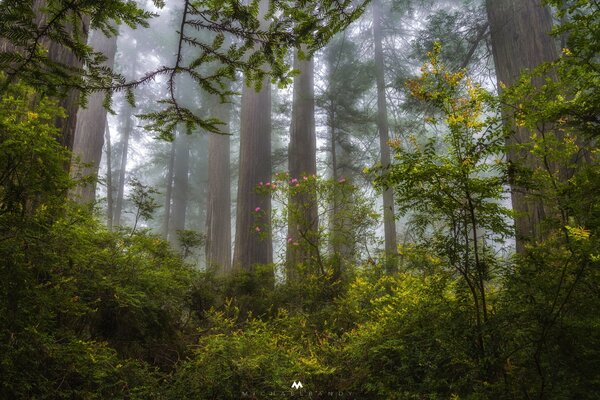 Wald im Nebelschwaden in Kalifornien