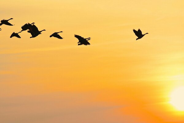 Flight of birds at sunset