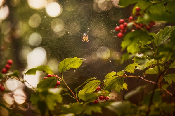 The spider wove a web through viburnum berries