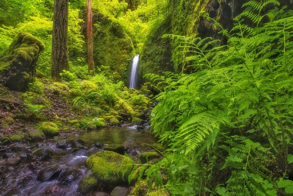 Cascata nella foresta tra felci e alberi