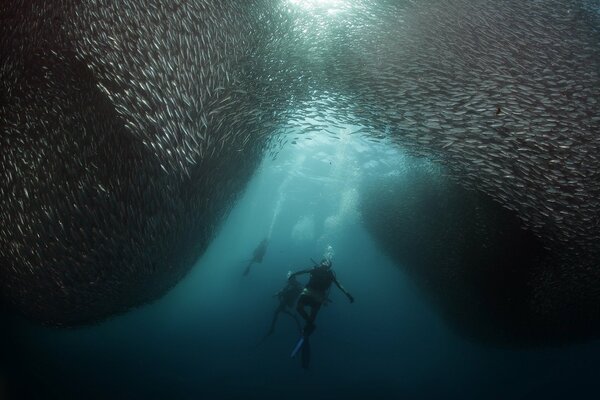 Underwater world. Scuba diver in a school of fish