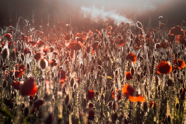 Campo de luz de la mañana de amapolas