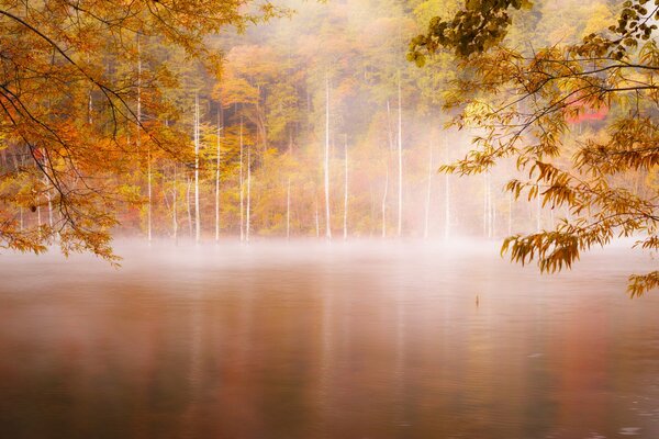 Brouillard rampant tôt le matin dans la forêt sur la rivière