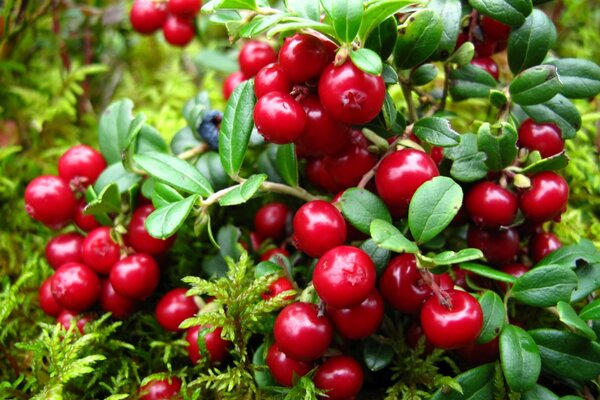 A sprig strewn with cranberries