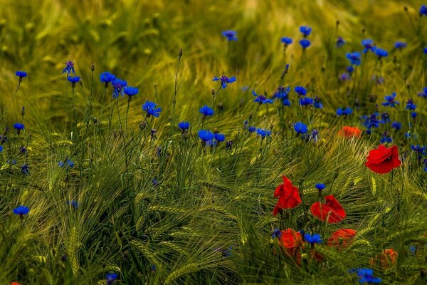 Poppies and cornflowers on the green grass