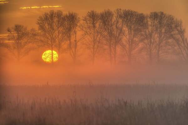 Forêt dans le brouillard au coucher du soleil