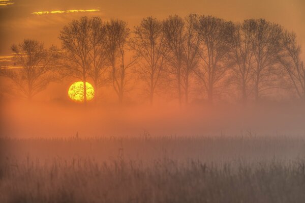 Foresta nella nebbia al tramonto