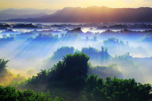 The rays of the sun covered the crowns of trees in the forest with a blanket