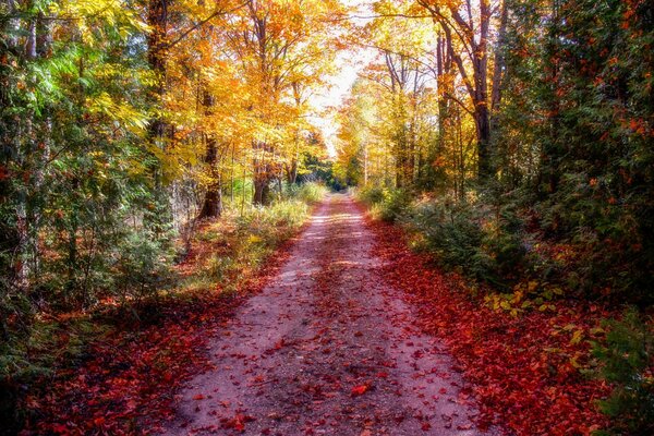 Camino de septiembre por el bosque