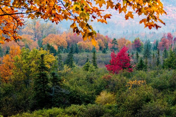 Bäume Wald Blätter Herbst