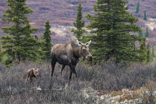 Moose with a calf in the forest