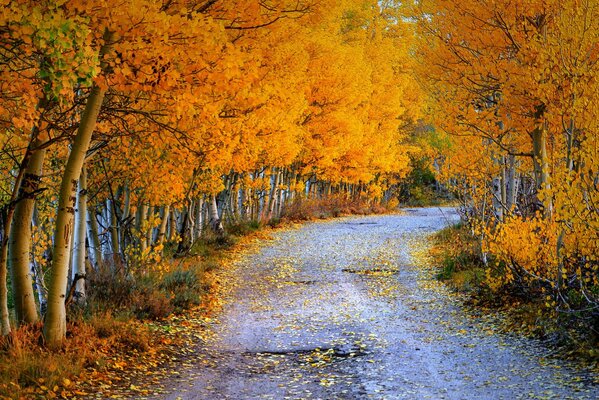 Bosque naranja de otoño