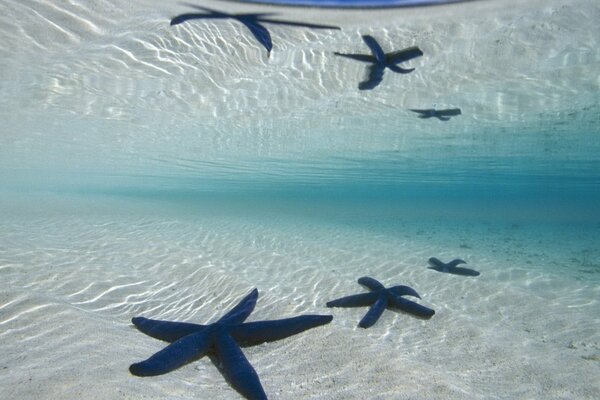 Stelle marine nell oceano