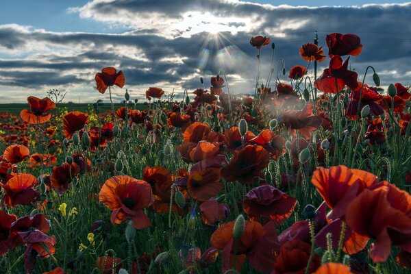 Landscape of the morning field with poppies
