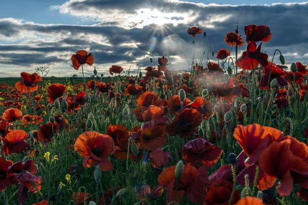 Paisaje de campo matutino con amapolas