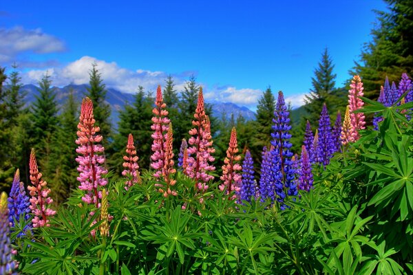 Bright lupines in the mountains of New Zealand