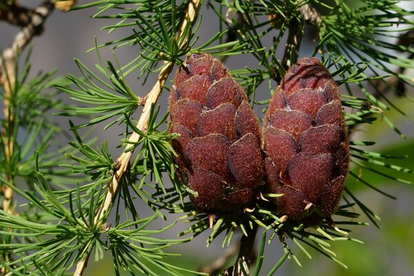 A couple of cones in spring on a fir tree