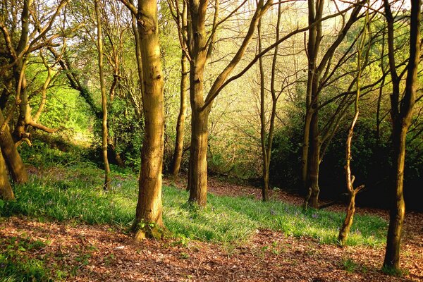 Gras und Bäume im Frühlingswald